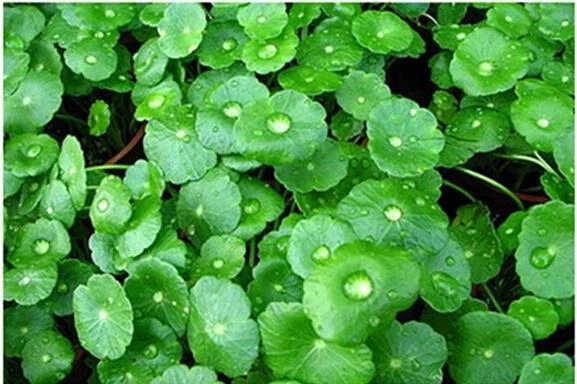 Centella Asiatica Plant